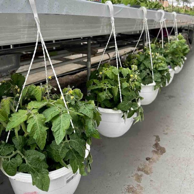 Hovedbilde Tomat i ampel 