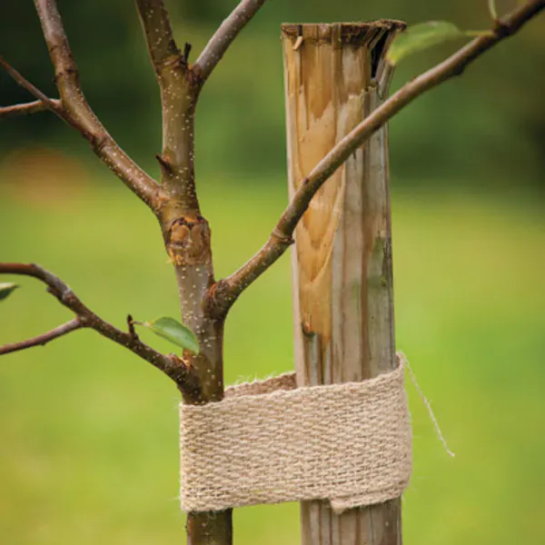 Plantestøtte og oppbinding