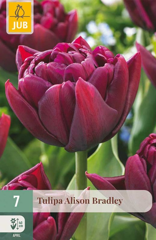 Tulipanløk, Dobbel-  'Alison Bradley' 7pk
