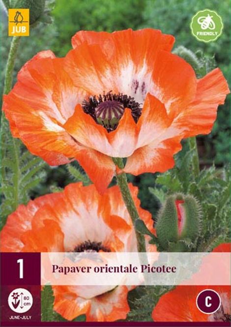 Hovedbilde Orientvalmue 'Picotee' - barrotstaude 