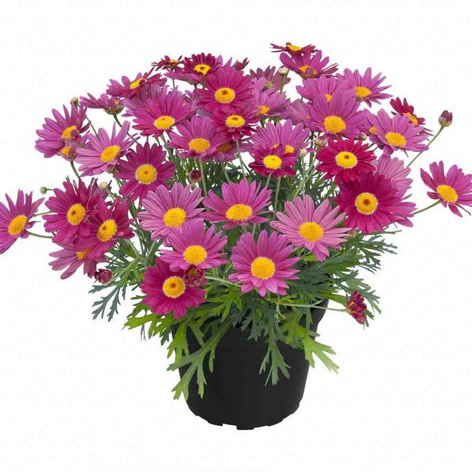 Hovedbilde Margeritt