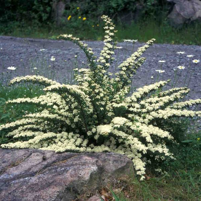 Hovedbilde Brudespirea  'June Bride'