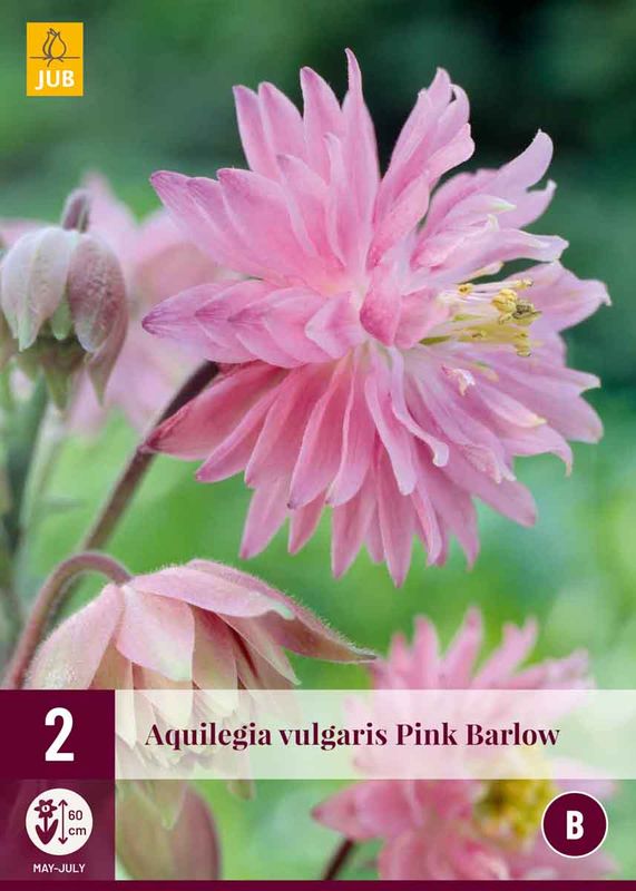 Akeleie 'Pink Barlow' - barrotstauder