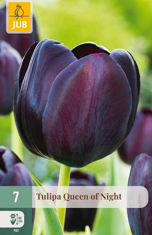 Tulipanløk 'Queen of night'