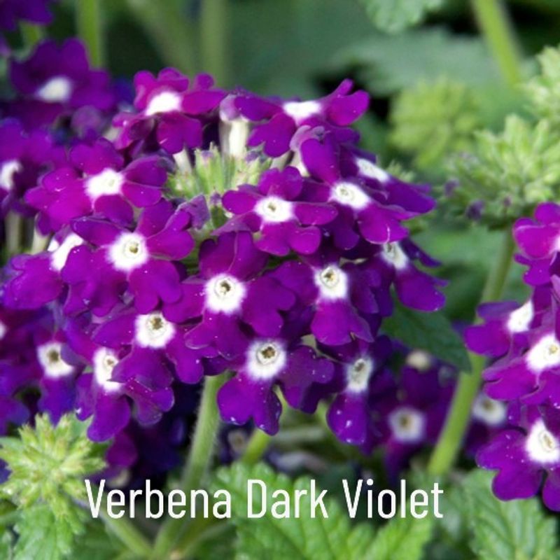 Verbena