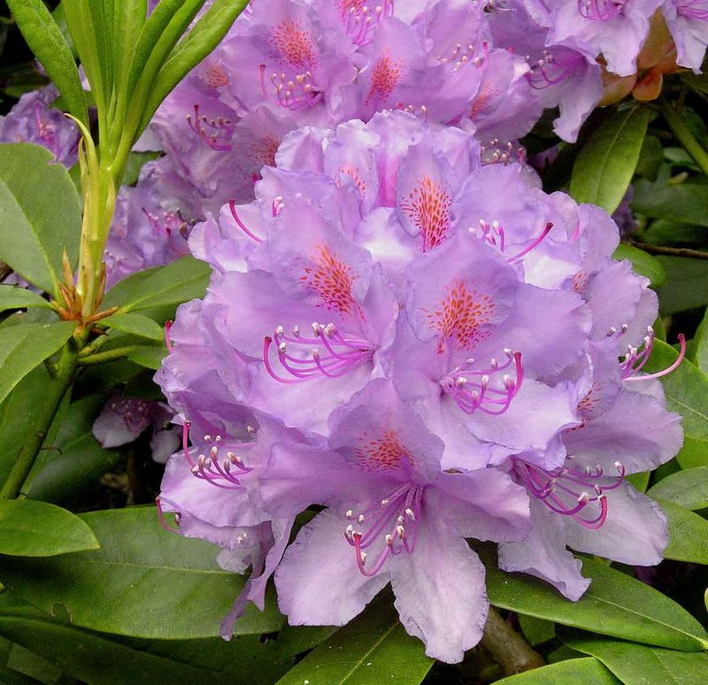 Rhododendron 'Grandiflora'