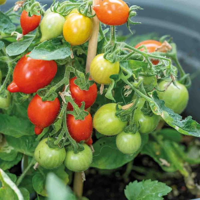 Hovedbilde Krukke tomat , forkultivert