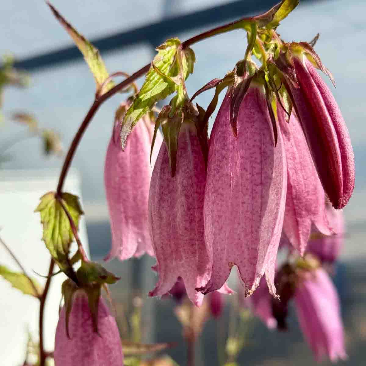 Klokke, Prikk- 'Rubriflora'