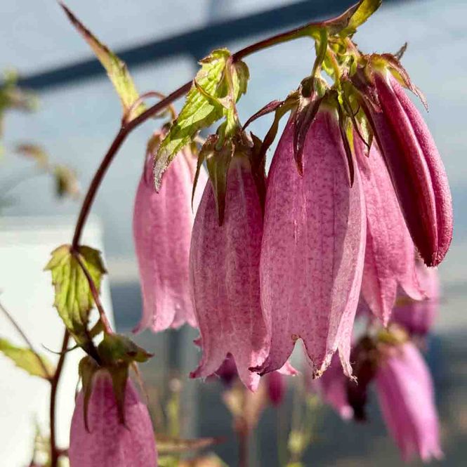 Hovedbilde Klokke, Prikk- 'Rubriflora'