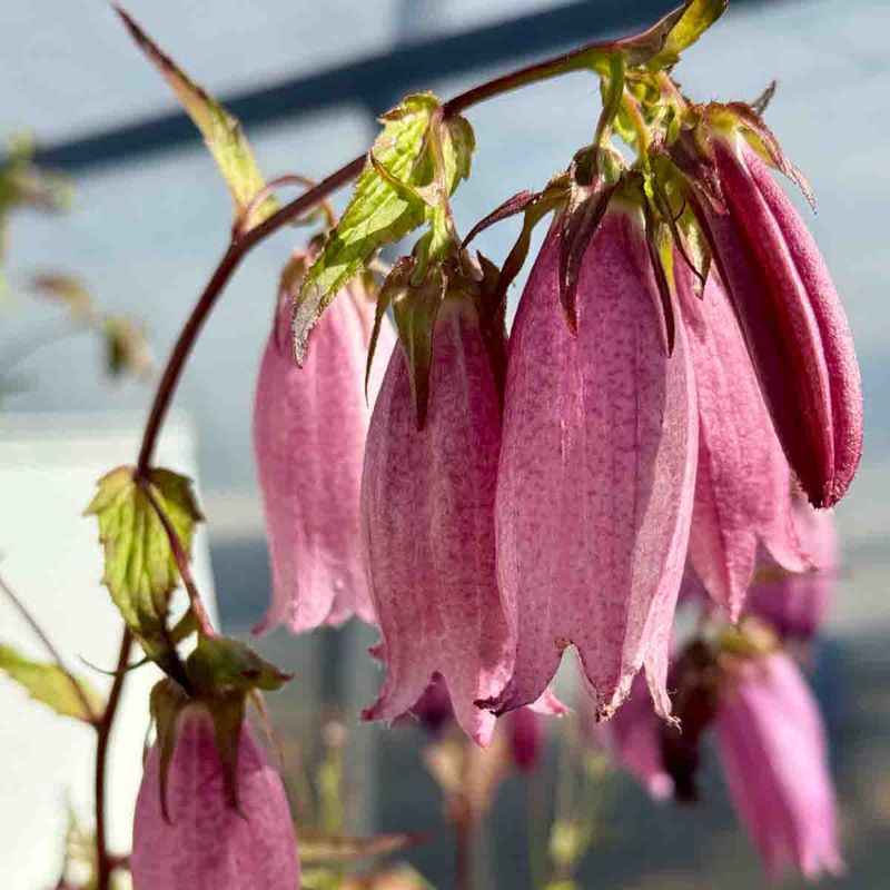 Klokke, Prikk- 'Rubriflora'