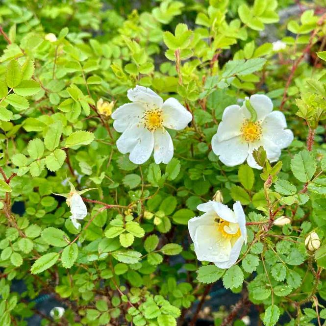 Hovedbilde Trollnyperose, Busk-