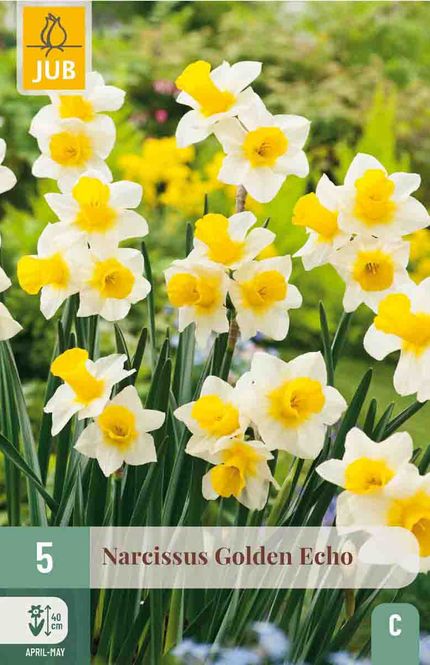 Hovedbilde Påskeliljer, Botaniske- 'Golden Echo' 5pk