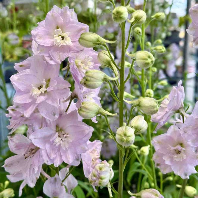 Hovedbilde Ridderspore, Hage- 'Cinderella'