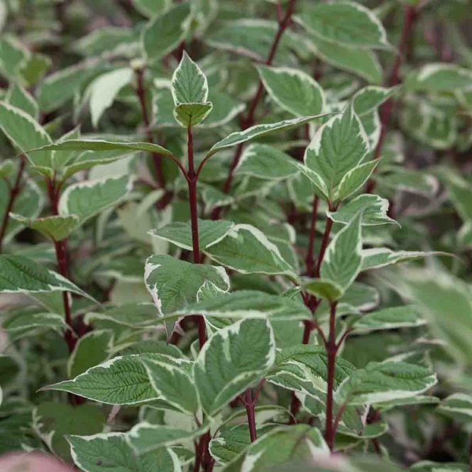 Hovedbilde Sibirkornell 'Ivory Halo'