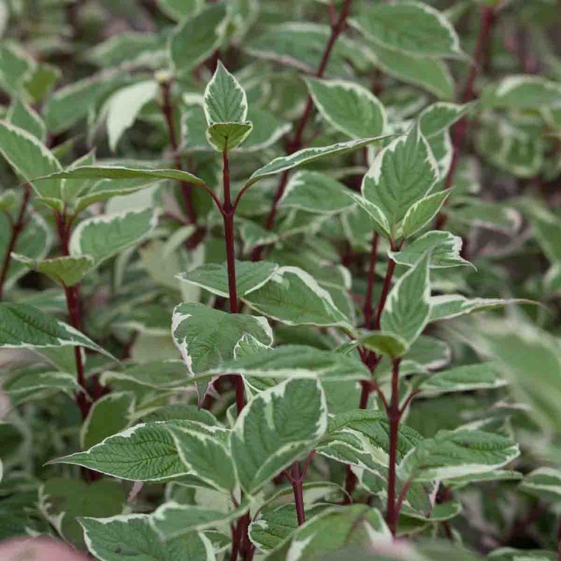 Sibirkornell 'Ivory Halo'
