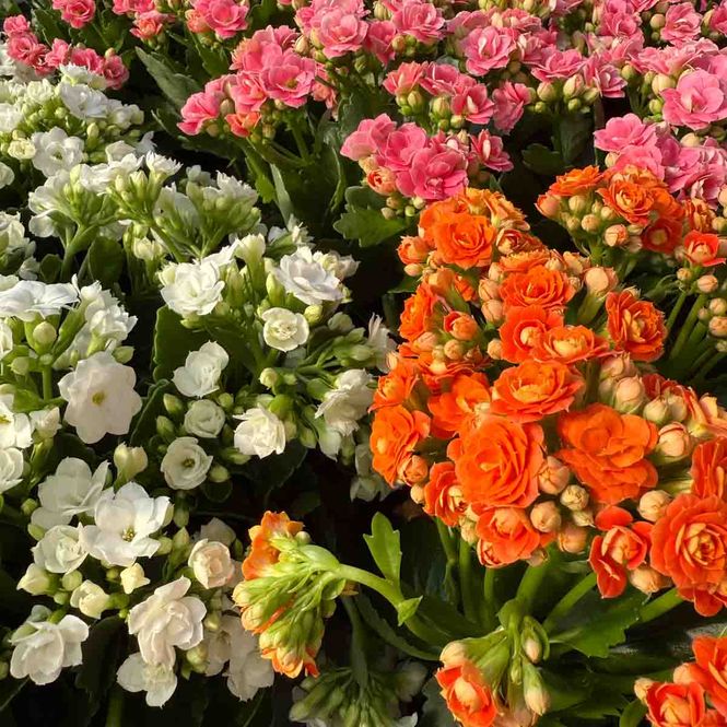 Hovedbilde Ildtopp - Kalanchoe