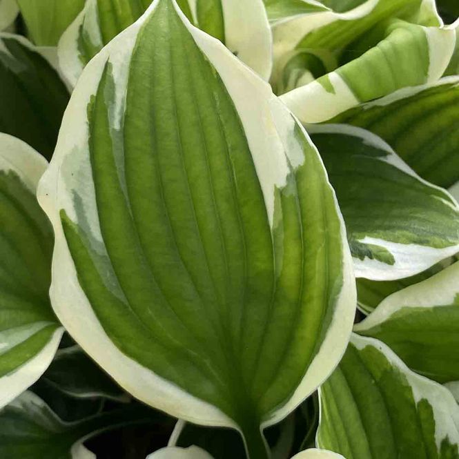Hovedbilde Hosta 'Minute Man'
