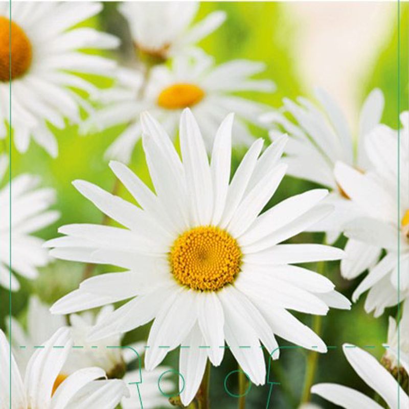 Storkrage 'Silver Princess'